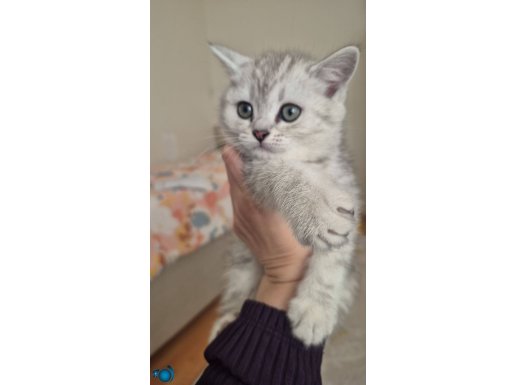 Ücretsizdir. Aşı takibi zorunluluğu var.Yalnız Ankara içi 