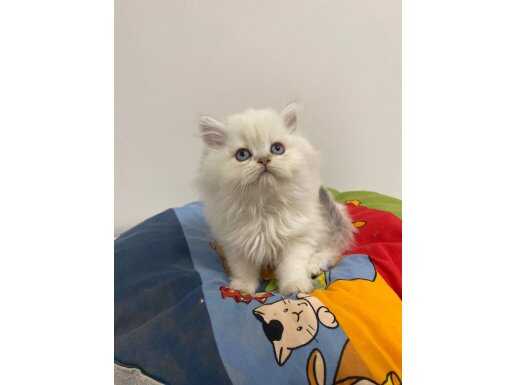 2 aylık British Longhair aşı şartıyla sahiplendirilecek (Lütfen açıklamayı okuyunuz)