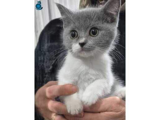 2 Aylık British Shorthair Aşı Takibi Şartlı Ücretsiz Sahiplendirme