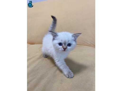 Tüm Sağlık Bakımlarını Yapabilecek Kişilere Yavrumuzu Sahiplendiriyoruz