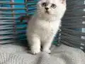 Sadece Ankara İçi Aşı Takibi Zorunluluğu Vardır