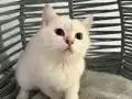 Aşı takibi zorunluluğu var Sadece Ankara içi