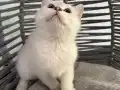 Aşı takibi zorunluluğu var Sadece Ankara içi
