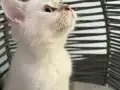 Aşı takibi zorunluluğu var Sadece Ankara içi