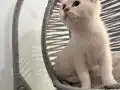 Aşı takibi zorunluluğu var Sadece Ankara içi