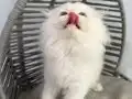Aşı takibi zorunluluğu var Sadece Ankara içi