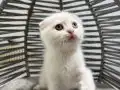 Aşı takibi zorunluluğu var sadece Ankara içi