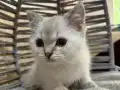 Ankara içi bebek kedişimiz