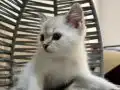 Ankara içi bebek kedişimiz