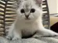 Ankara içi bebek kedişimiz
