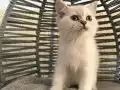 Ankara içi bebek kediş