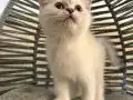 Ankara içi bebek kediş