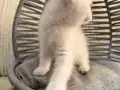 Ankara içi bebek kediş