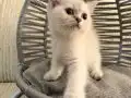 Ankara içi bebek kediş