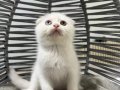 Ankara içi sahiplendirme bebek kediş