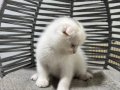 Ankara içi sahiplendirme bebek kediş