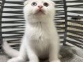 Ankara içi sahiplendirme bebek kediş