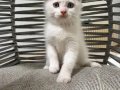 Ankara içi sahiplendirme bebek kediş