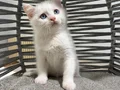 Ankara içi sahiplendirme bebek kedişimiz