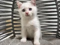 Ankara içi sahiplendirme bebek kedişimiz
