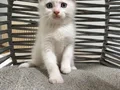 Ankara içi sahiplendirme bebek kedişimiz