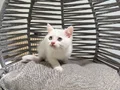 Ankara içi sahiplendirme bebek kedişimiz