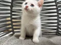 Ankara içi sahiplendirme bebek kedişimiz