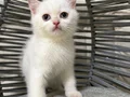 Ankara içi sahiplendirme bebek kediş