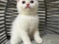 Ankara içi sahiplendirme bebek kediş