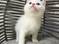 Ankara içi sahiplendirme bebek kediş
