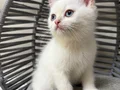 Ankara içi sahiplendirme bebek kediş
