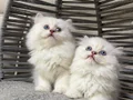 Ankara içi sahiplendirme bebek kedişler 