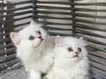 Ankara içi sahiplendirme bebek kedişler 