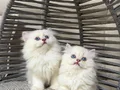Ankara içi sahiplendirme bebek kedişler 