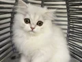 Ankara içi sahiplendirme bebek kediş 