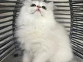 Ankara içi sahiplendirme bebek kediş 