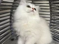 Ankara içi sahiplendirme bebek kediş 