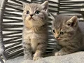 Ankara içi ücretsiz bebek kediş