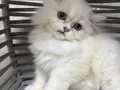 Ankara içi ücretsiz bebiş kedi 