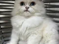 Ankara içi ücretsiz bebiş kedi 
