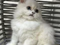 Ankara içi ücretsiz bebiş kedi 