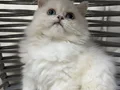 Ankara içi ücretsiz bebiş kedi 