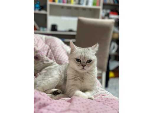 British shorthair