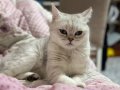 British shorthair