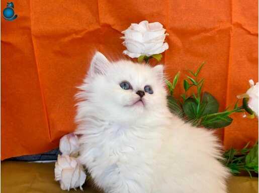 Silver British long hair Dişi