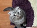 SCOTTİSH STRAİGHT ve BRİTİSH SHORTHAİR SAHİPLENDİRME