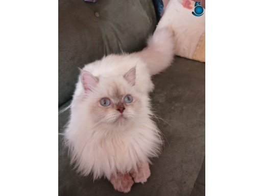 Sahiplendirilecek british longhair blue point dişi