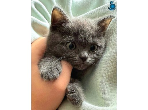 SEVİMLİ BRİTİSH SHORTHAİR OĞLUMUZA YUVA ARIYORUZ