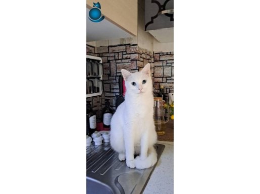 MUFFİNİMİZE KALICI YUVA ARIYORUZ!!