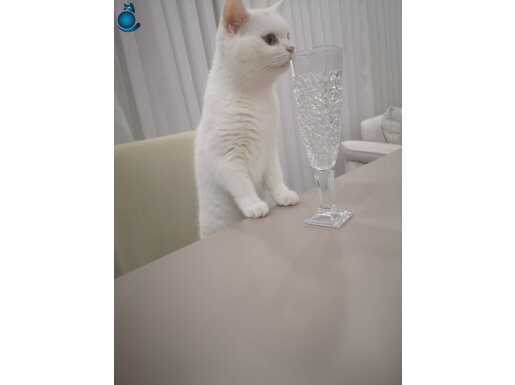 8 aylık kısır değil 